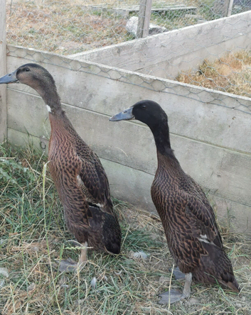 Indian Runner Duck