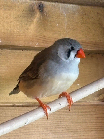 Pairs of Zebra Finches