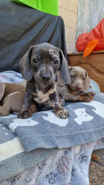 Rare and unusual  isabella blue merl Dapple carrying piebald gene female puppy