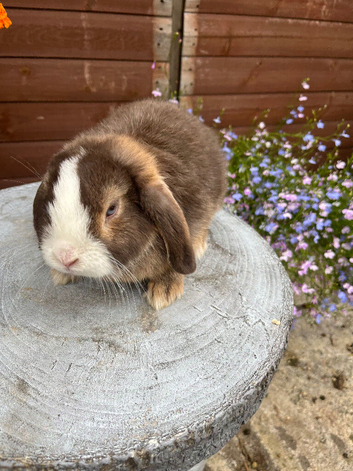 Gorgeous mini lops ready now