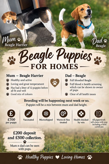 Beagle puppys