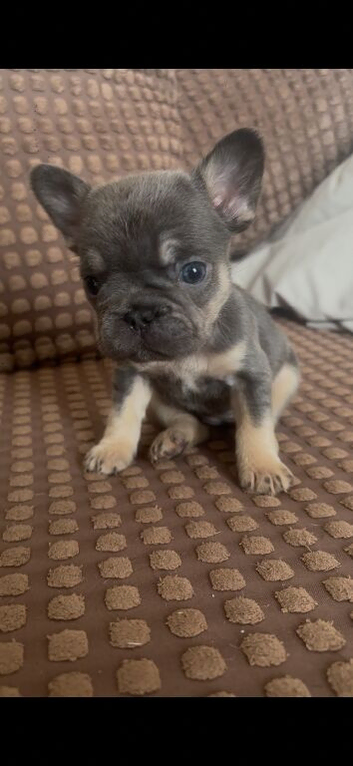 LILAC TAN BIG ROPE GIRL FRENCH BULLDOG