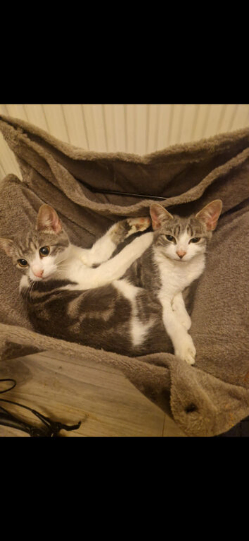 Two kittens for sale