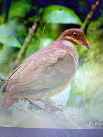 Pair Ruddy Quail doves