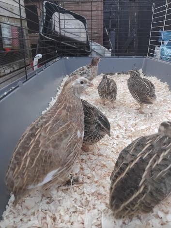 Quails