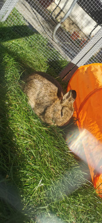 Netherland dwarf bunnies