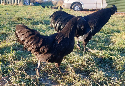 Ayam Cemani &ndash; Chicks & Hatching Eggs