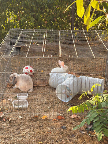French lop and New Zealand white