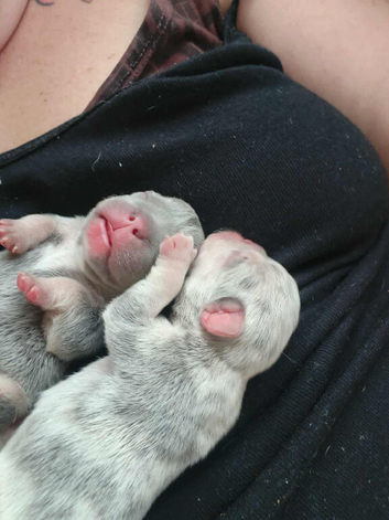Pups