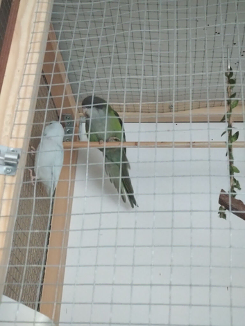 Sierra Parrot and Parrotlet Pair With Cage