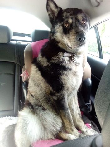 Looking for a adult home pnly