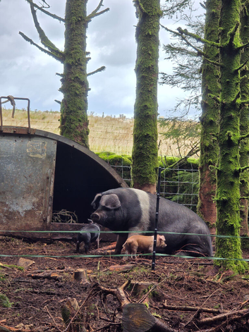 Saddleback gilt and 3 piglets for sale