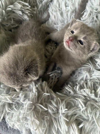 TICA 5* pedigree Russian blue kittens