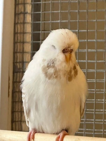 Budgies