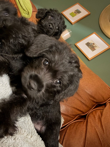 Border Terrier x Miniature Poodle Puppies