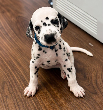 Beautiful Dalmatian puppies