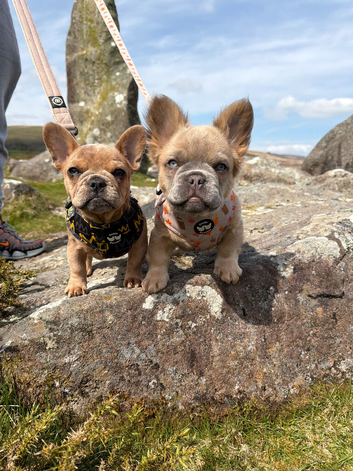2 French bulldogs puppies