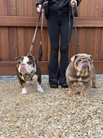 4 beautiful unique coloured pups