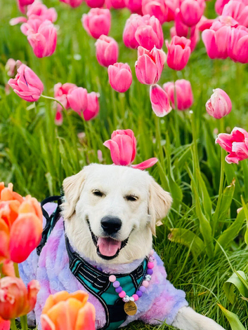 Handsome English Cream Golden Retriever - Available for Stud