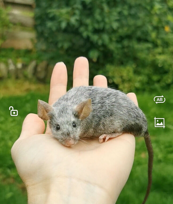 Fancy mice