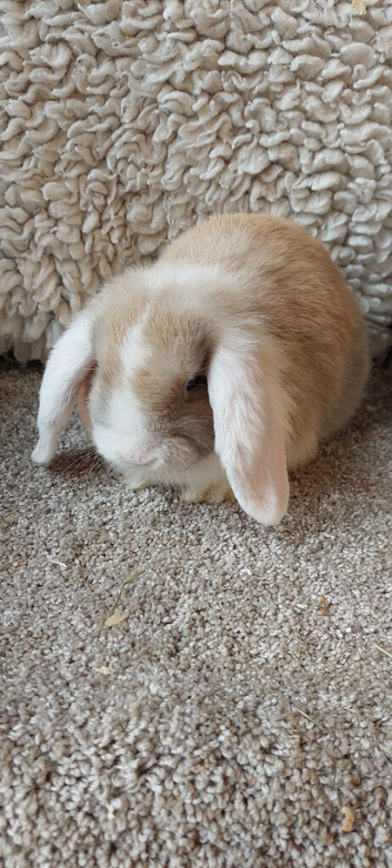 10 WEEK OLD Baby minilop beige split  doe