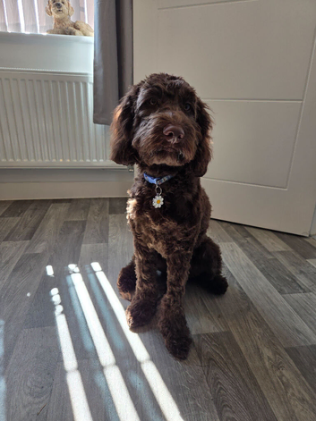 Beautiful Chocolate Cockapoo pup