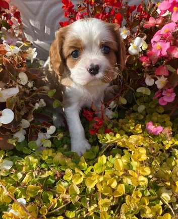 K.C. reg. Cavalier King Charles Spanel