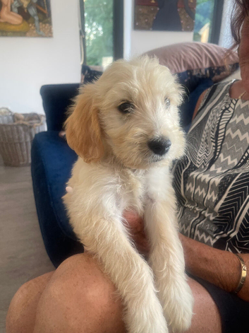 Fantastic Goldendoodle puppy's