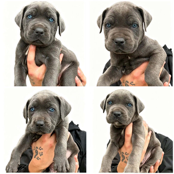 Cane Corso pups