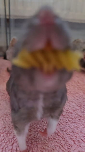 5 gorgeous rats, Rex, Fancy & Dumbo