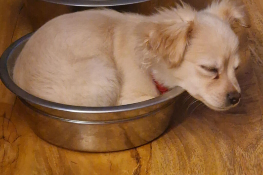 Pom x Shih zhu pup
