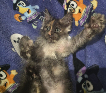 2 x Maine Coon Kittens ONLY FEMALES LEFT