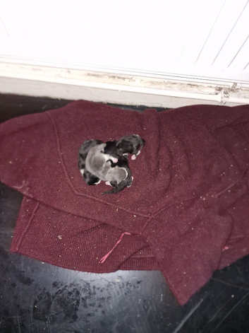 Randomly kittens for sale