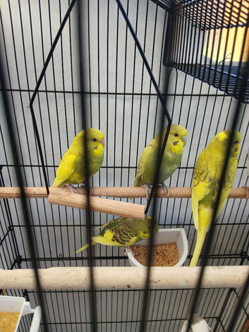 Budgie