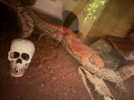 Red monster beared dragon