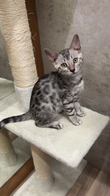 Blue bengal kitten boy