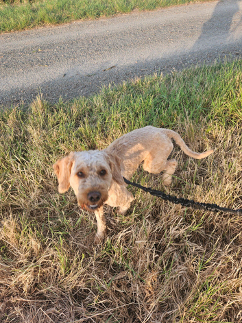Cockapoo boy F1
