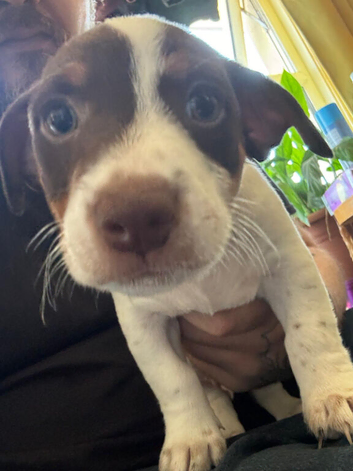 Stunning Jack Russell,Hastings