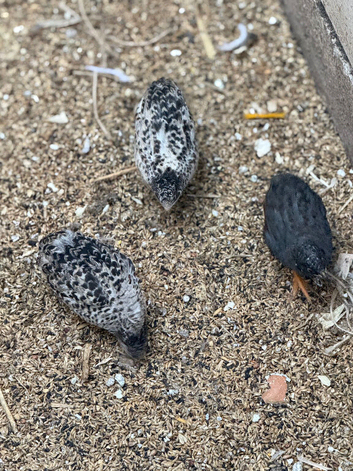 Chinese painted quail