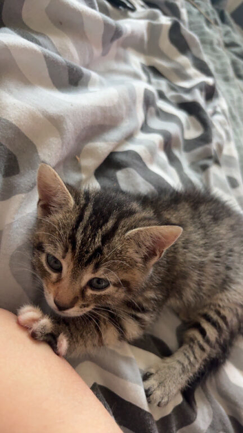 Last Beautiful Kitten Looking For Her Forever Home