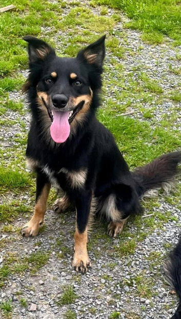 Welsh Collie X Kelpie for stud