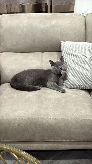 British shorthair