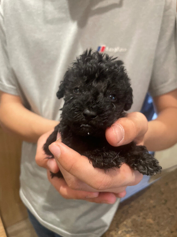 Beddipoos black super tiny and curly