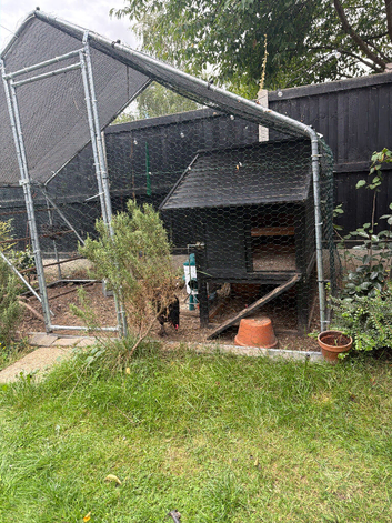 Chickens an set up