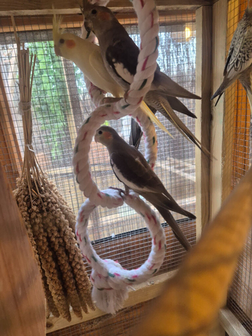 Cinnamon hen cockateil