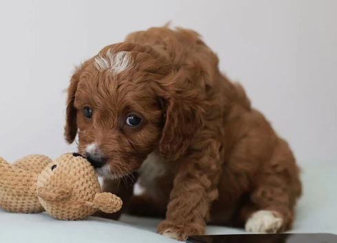 cavapoo pups Licensed+F1B+DNAtested+Vetchecked+RED