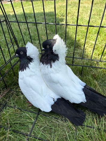 2 pairs of fancy English Nun pigeons
