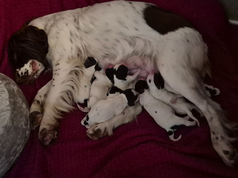 English springer spaniel