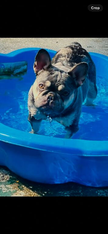 5 year old frenchie