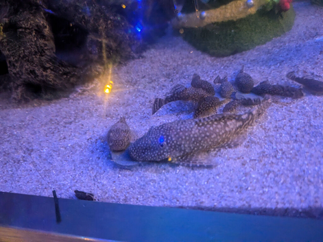 Bristle noses catfish